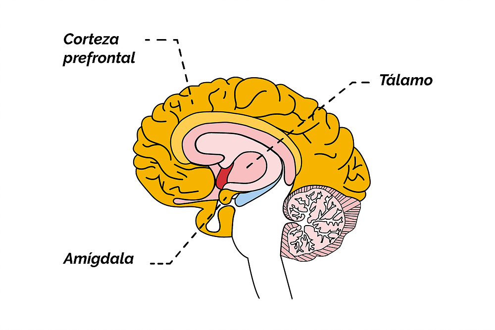 La amígdala
